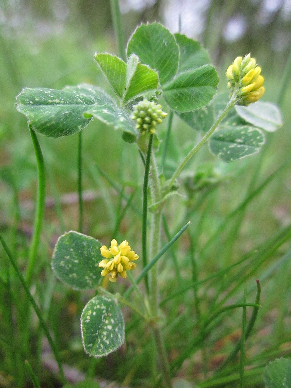 Medicago lupulina (black medic) (alternate view 7)