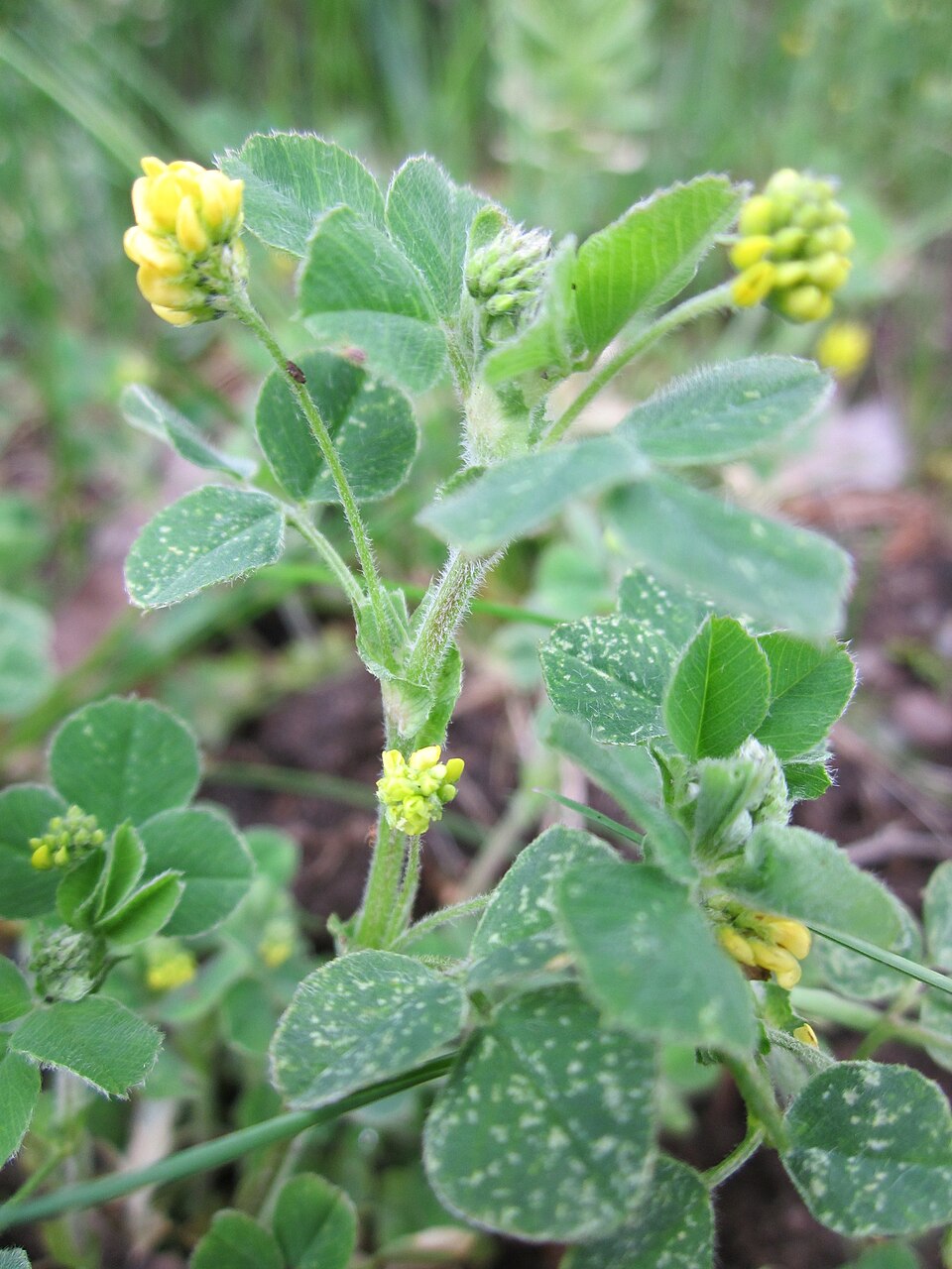 Medicago lupulina (black medic) (alternate view 8)