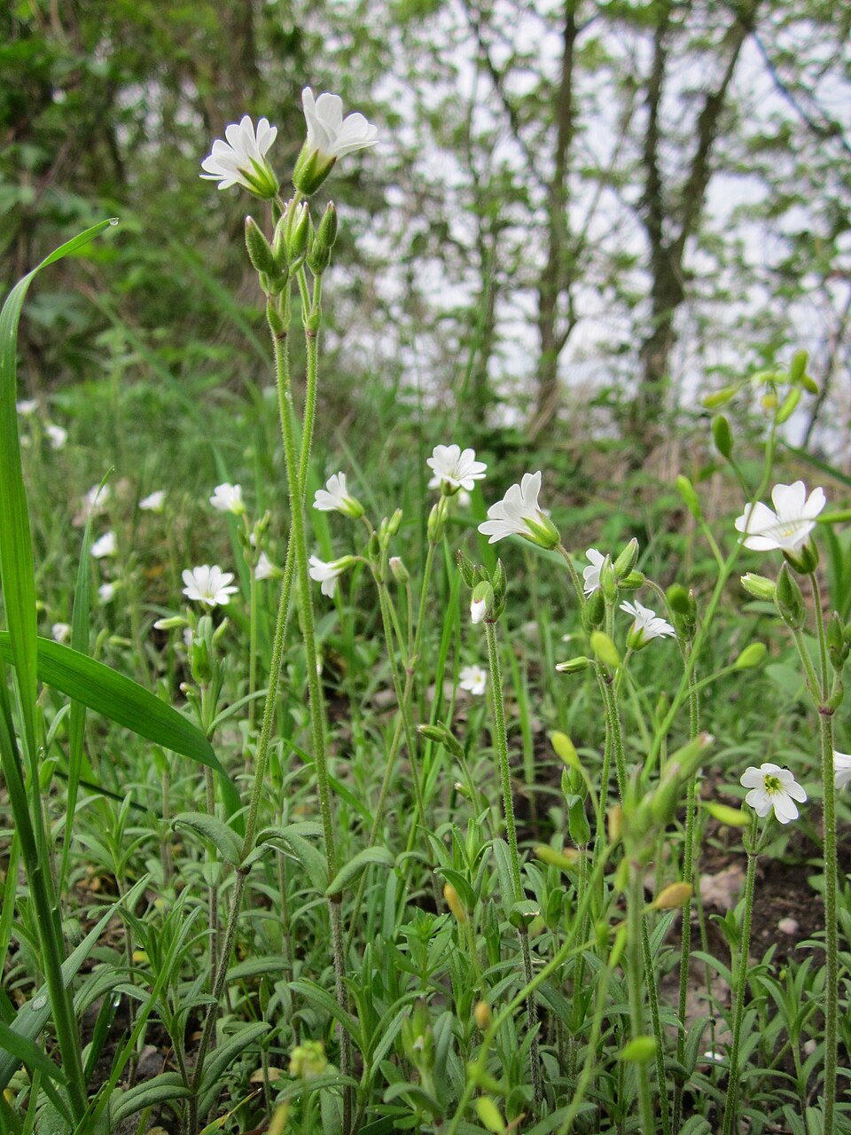 Cerastium arvense (field chickweed)