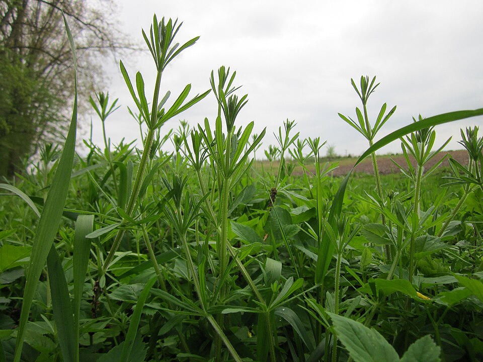 Galium aparine (cleavers (native)) (alternate view 8)