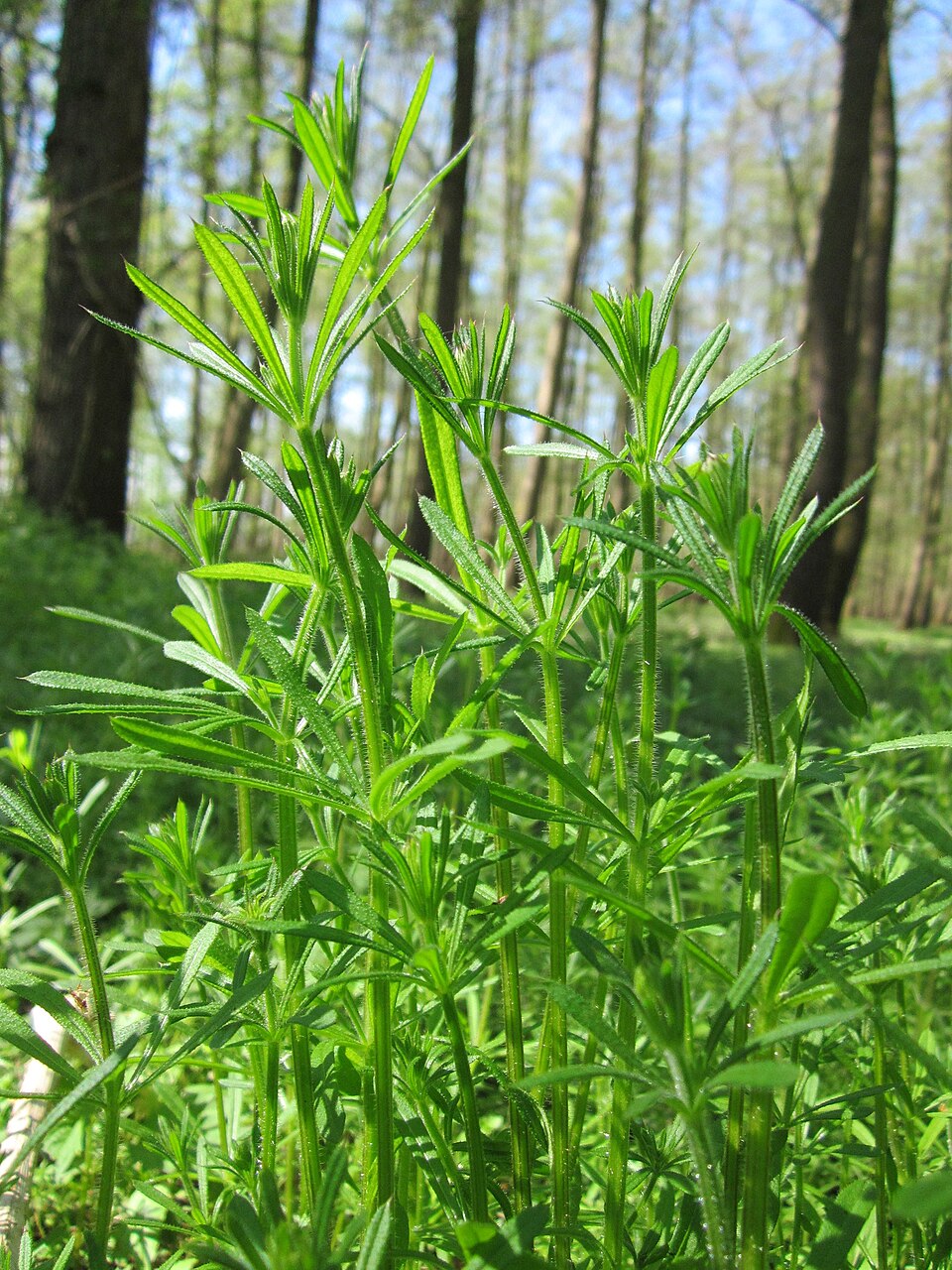 Galium aparine (cleavers (native)) (alternate view 9)