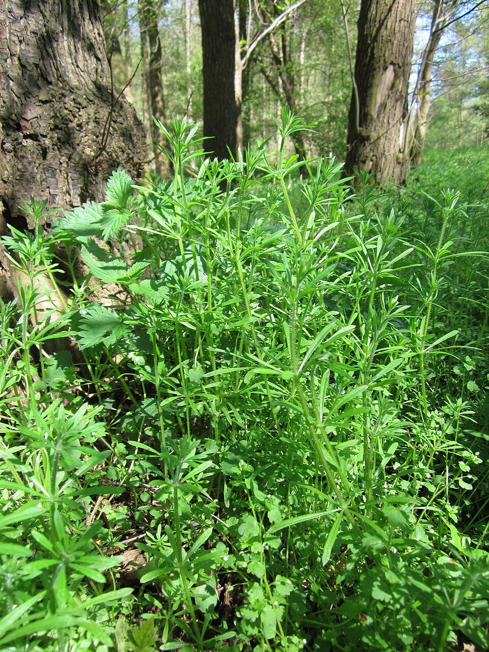 Galium aparine (cleavers (native)) (alternate view 10)