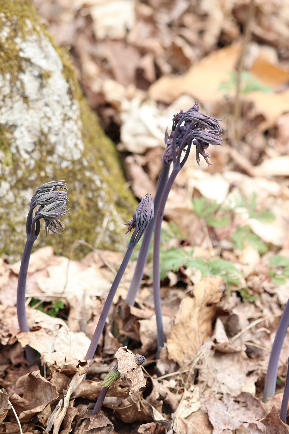Caulophyllum giganteum (early blue cohosh) (alternate view 6)