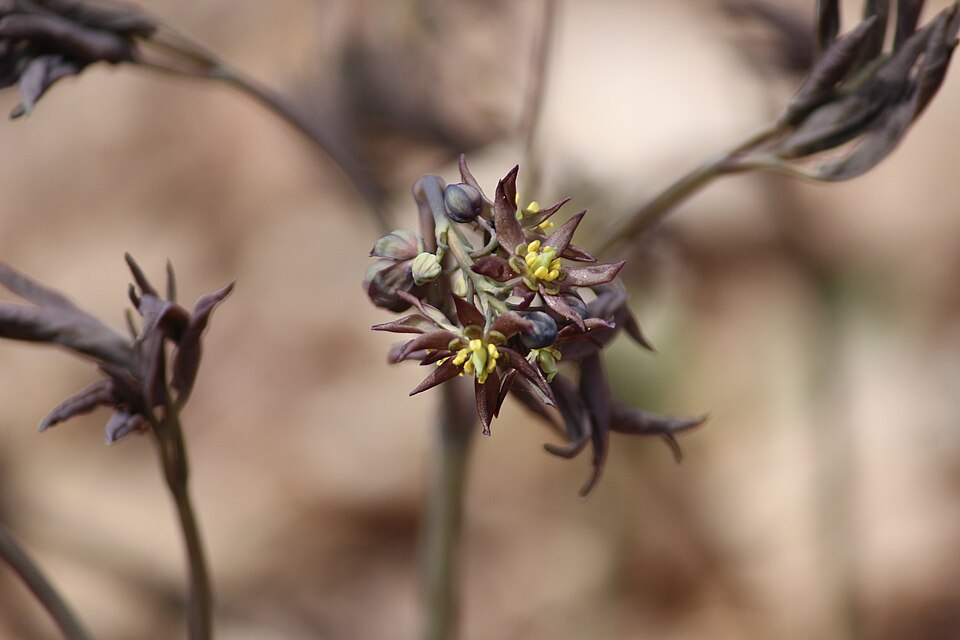 Caulophyllum giganteum (early blue cohosh) (alternate view 7)