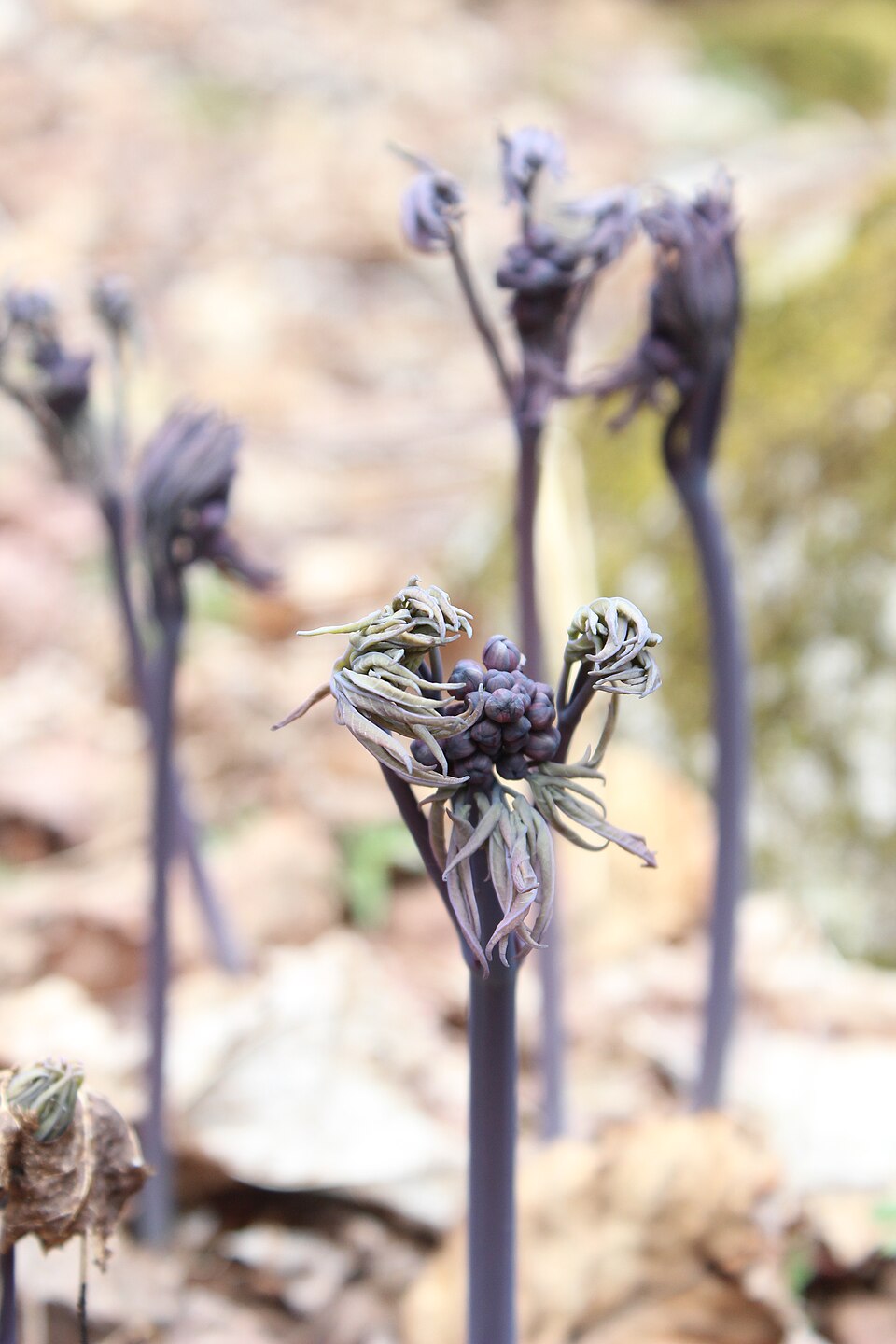 Caulophyllum giganteum (early blue cohosh) (alternate view 8)