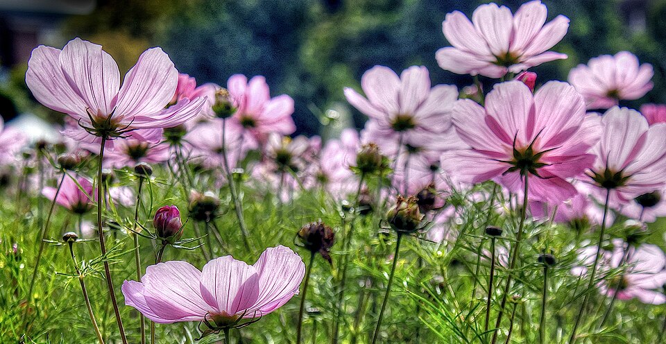 Cosmos bipinnatus (cosmos) (alternate view 12)