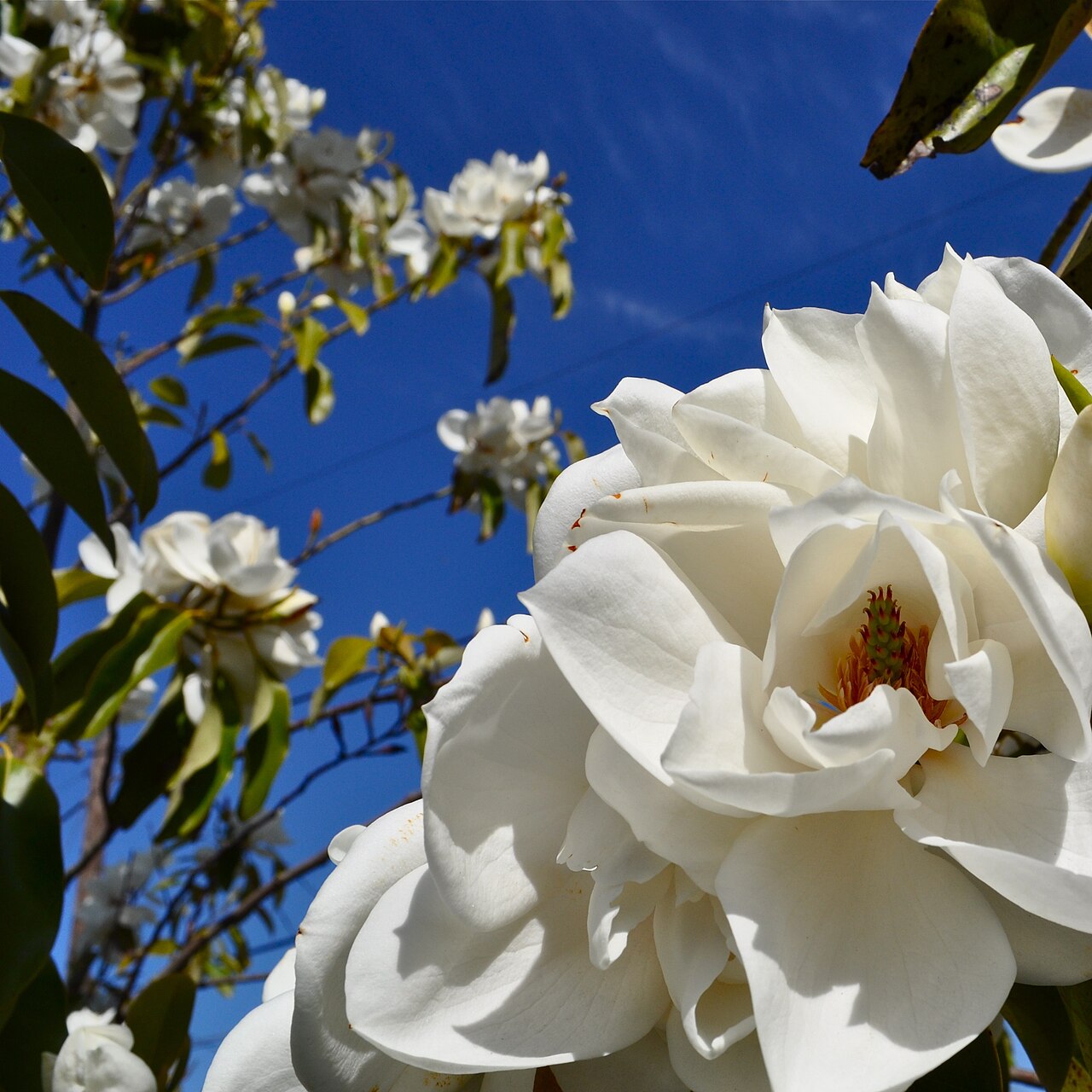 Magnolia maudiae (Maud's Magnolia)