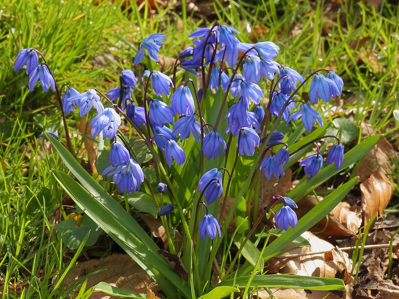 Scilla siberica (Siberian Squill)