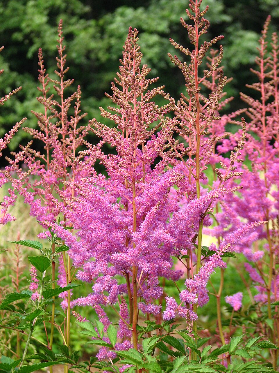 Astilbe 'Amethyst' (Amethyst Astilbe)