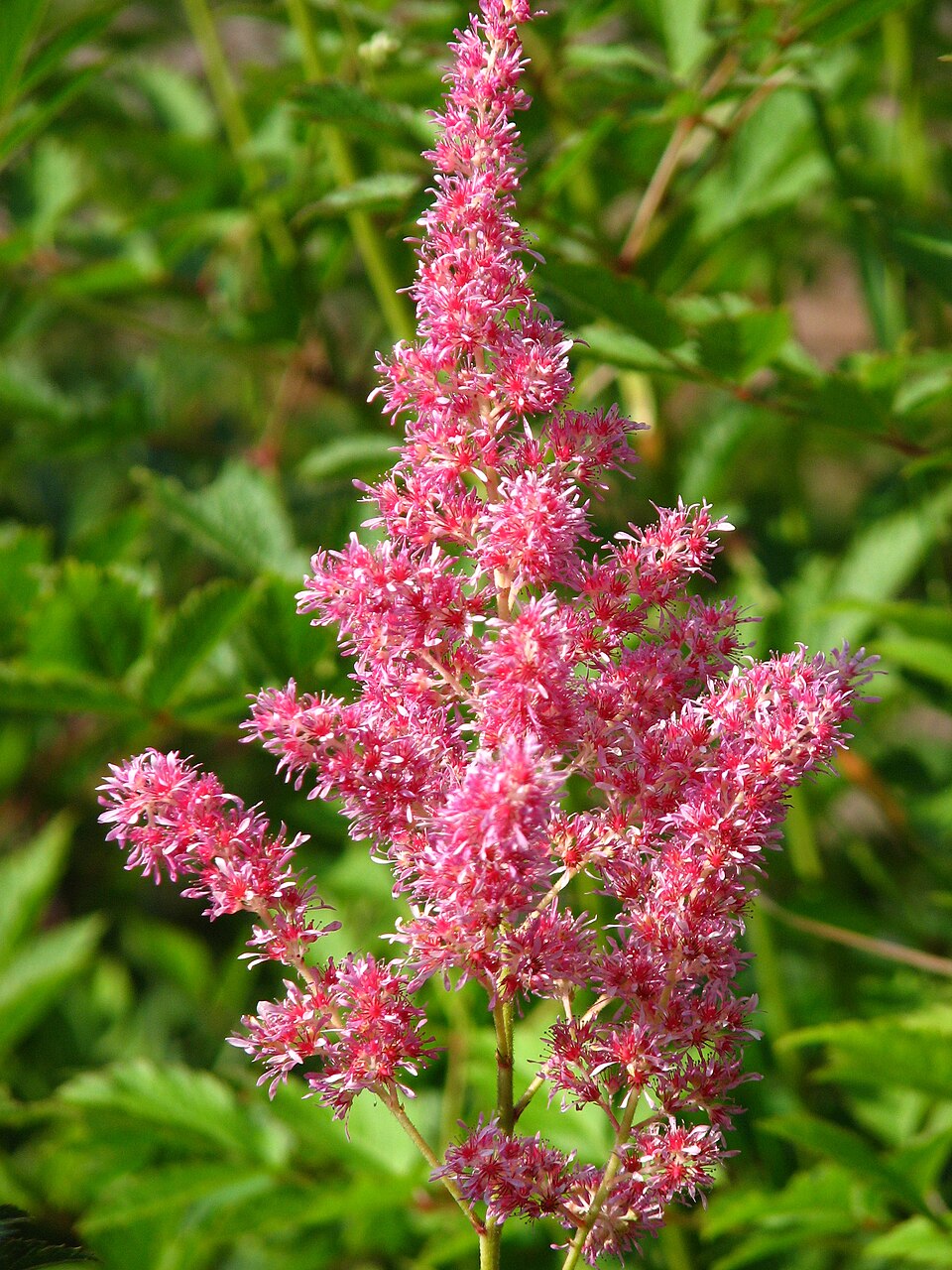 Astilbe × japonica 'Rheinland' (Rheinland Astilbe)