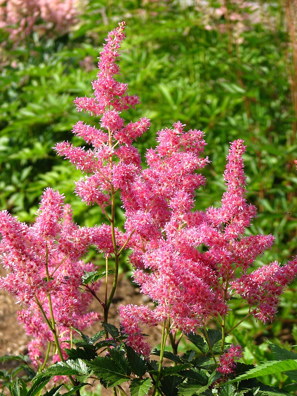 Astilbe × japonica 'Rheinland' (Rheinland Astilbe) (alternate view 2)