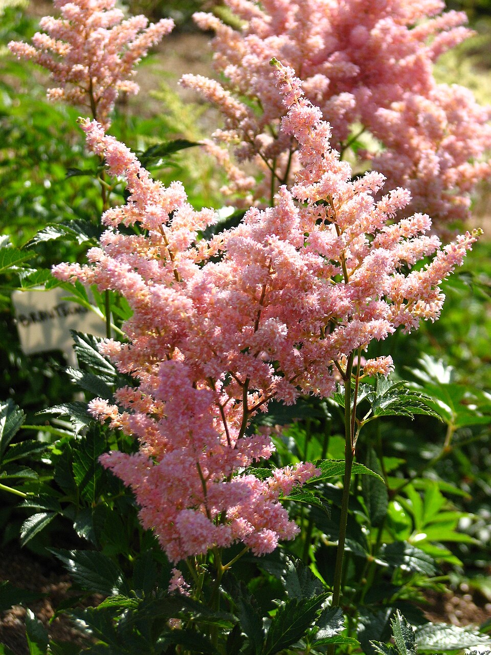 Astilbe japonica 'Europa' (alternate view 2)