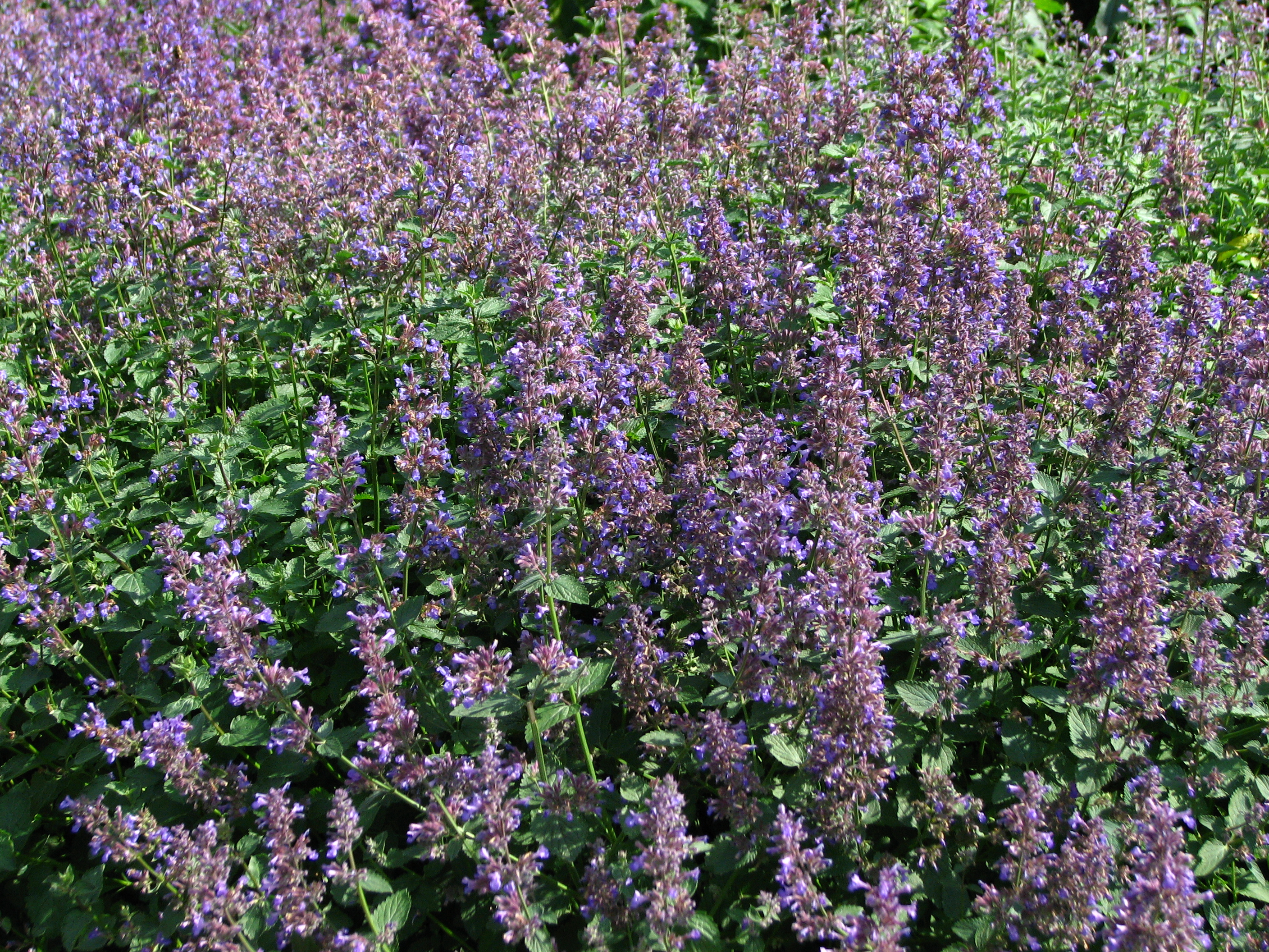 Nepeta racemosa, Persian catmint — mounding deciduous (Lamiaceae) (image 10 of 10)