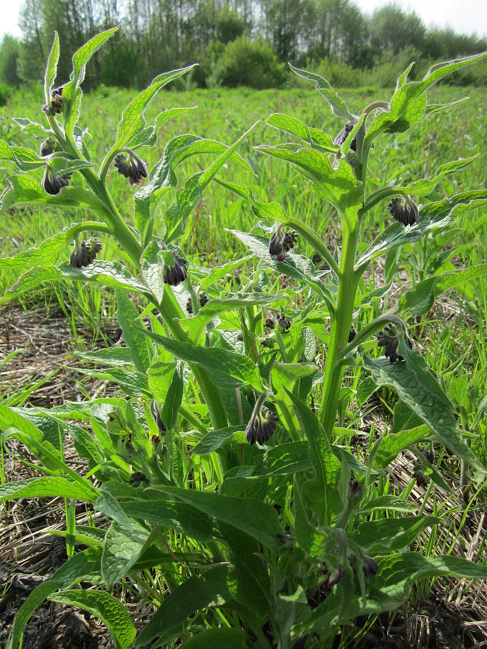 Symphytum officinale (common comfrey)
