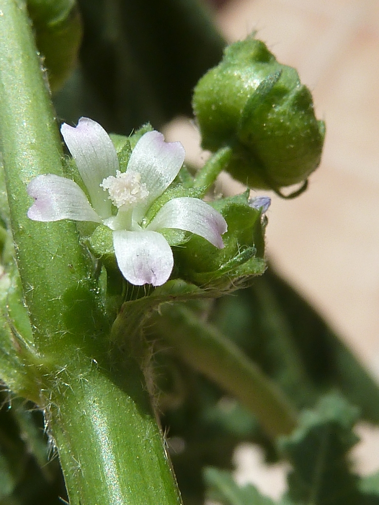 Malva parviflora (cheeseweed mallow) (alternate view 10)