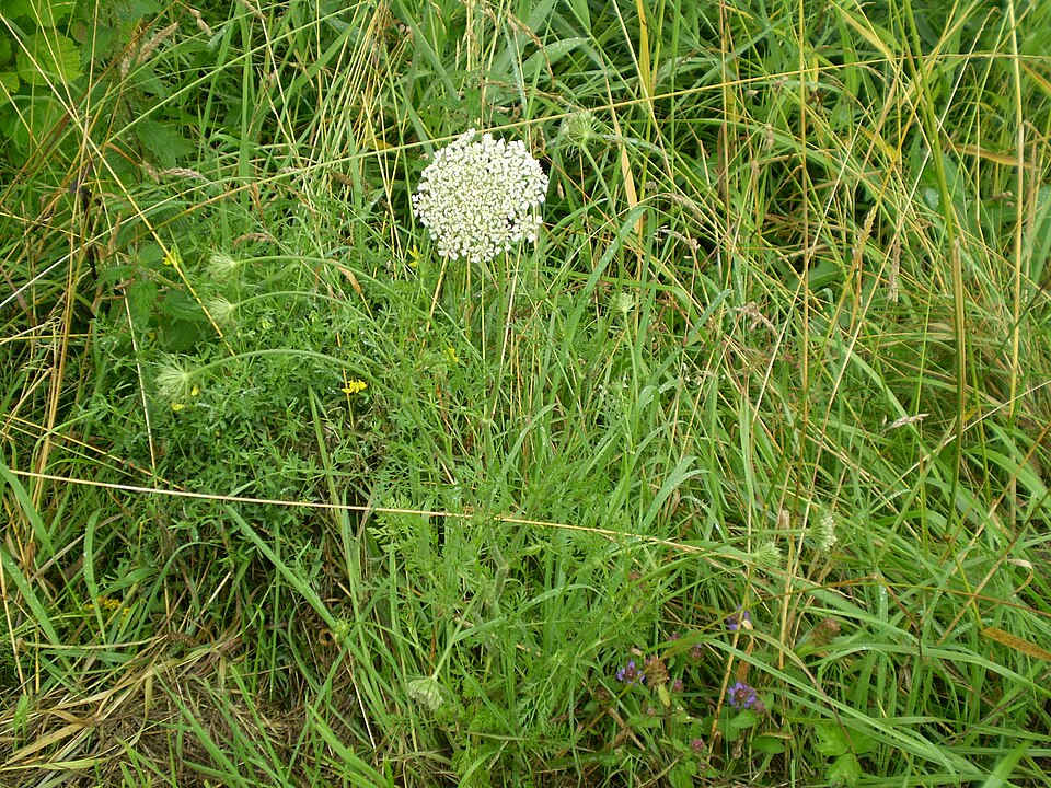 Daucus carota (Queen Ann's lace) (alternate view 6)