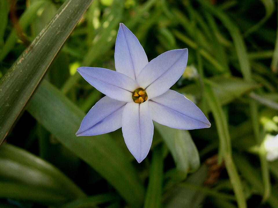 Ipheion uniflorum 'Wisley Blue' (Wisley Blue Spring Starflower) (alternate view 3)