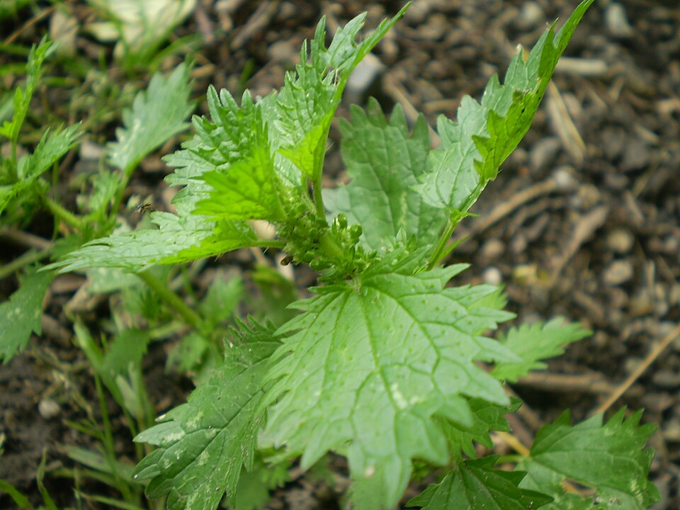 Urtica urens (small nettle) (alternate view 9)