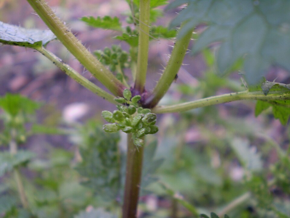 Urtica urens (small nettle) (alternate view 10)
