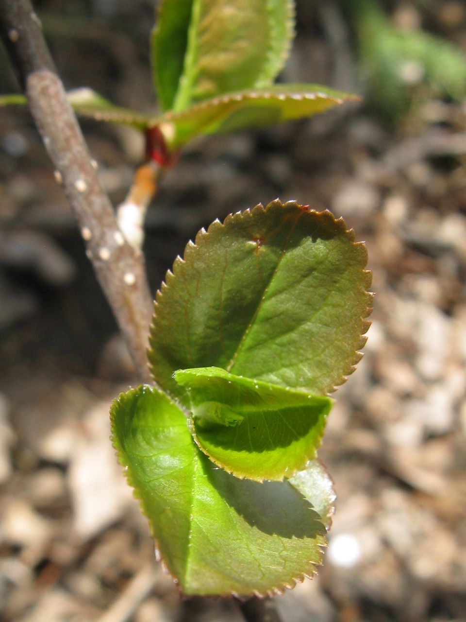 Aronia melanocarpa (Chokecherry) (alternate view 9)