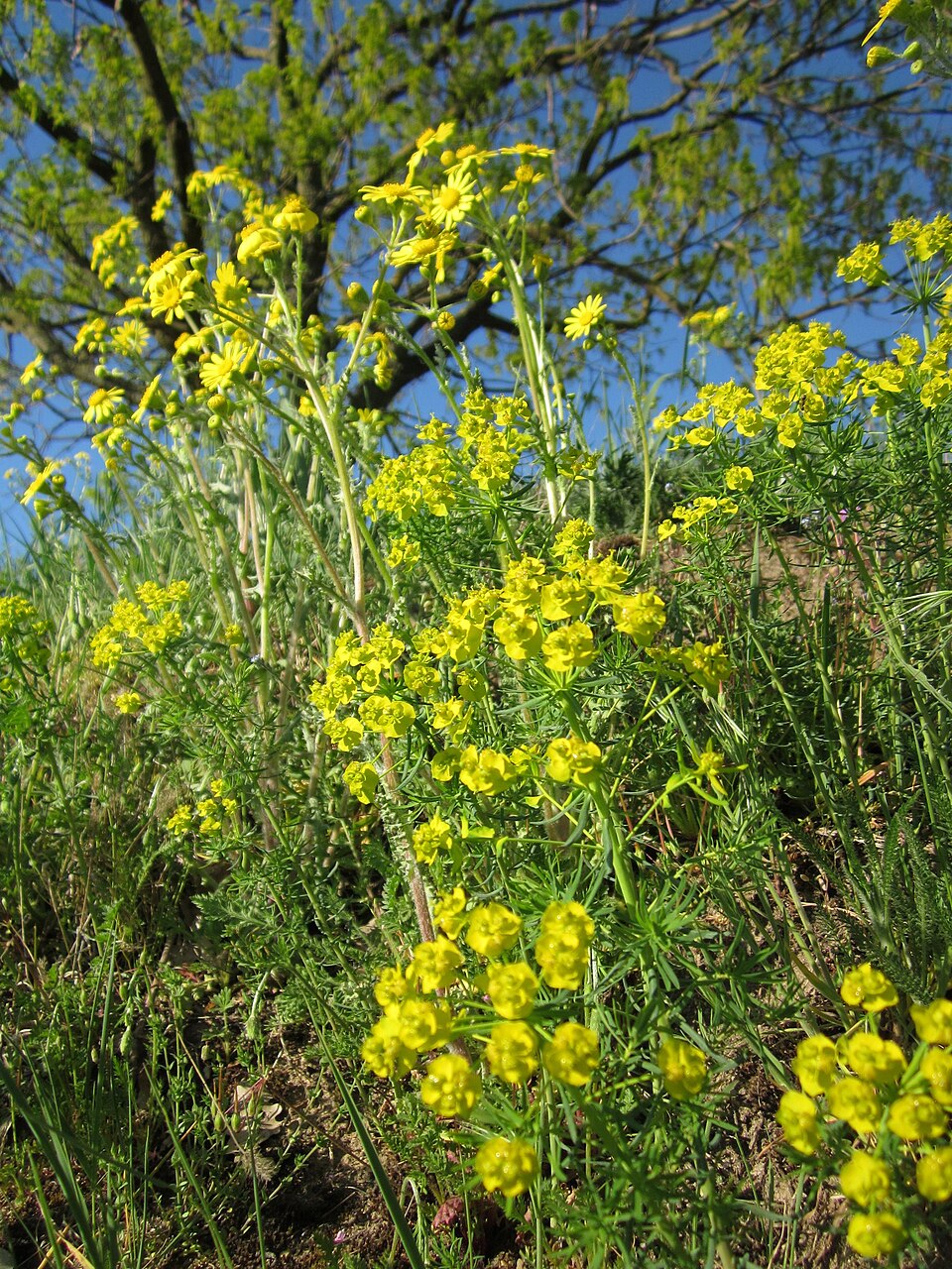 Euphorbia cyparissias (cypress spurge)