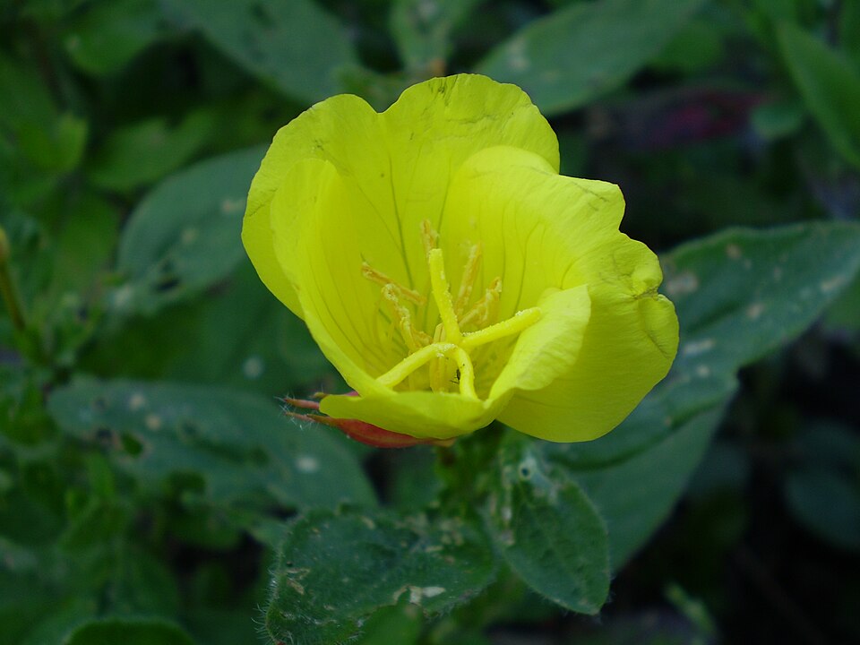 Oenothera macrocarpa (bigfruit evening primrose) (alternate view 6)