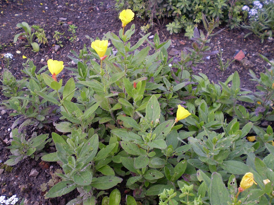 Oenothera macrocarpa (bigfruit evening primrose) (alternate view 7)