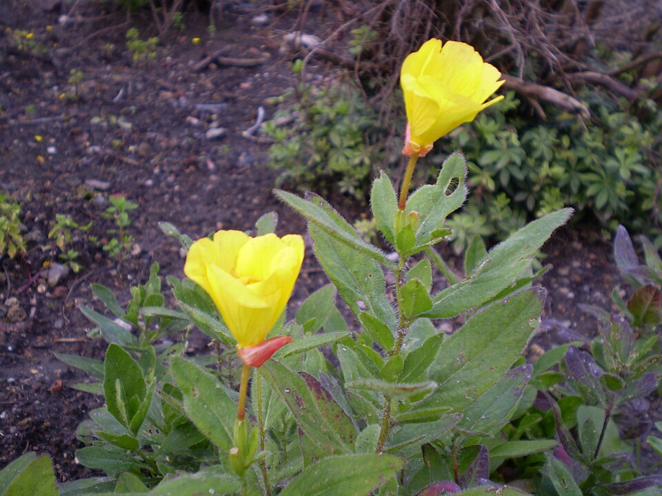 Oenothera macrocarpa (bigfruit evening primrose) (alternate view 8)