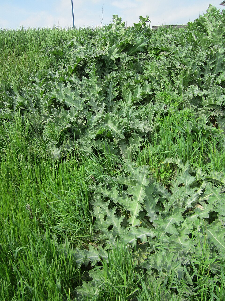 Onopordum acanthium (Scotch thistle) (alternate view 8)