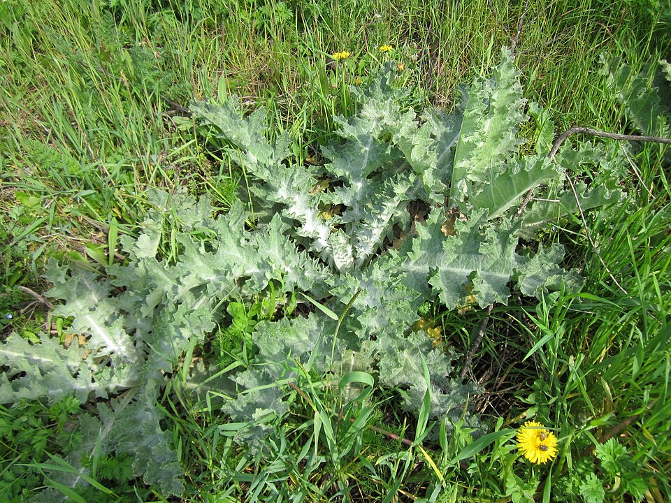 Onopordum acanthium (Scotch thistle) (alternate view 9)