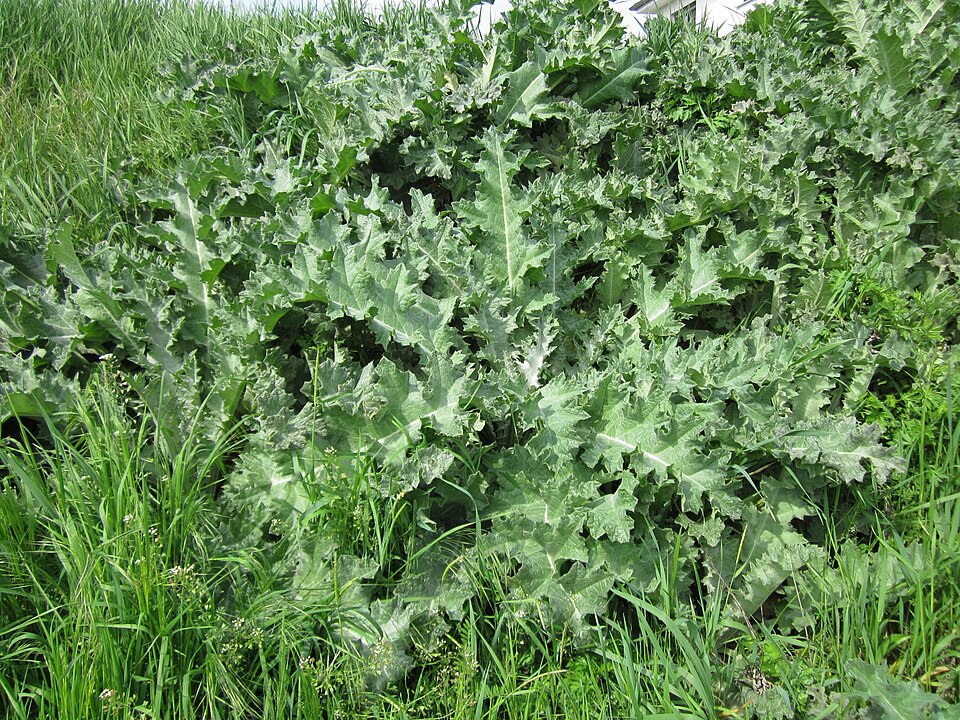 Onopordum acanthium (Scotch thistle) (alternate view 10)
