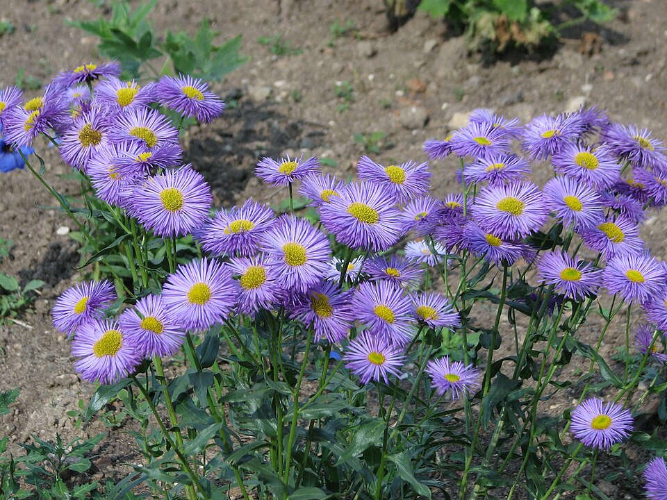 Erigeron speciosus (Showy Fleabane) (alternate view 11)