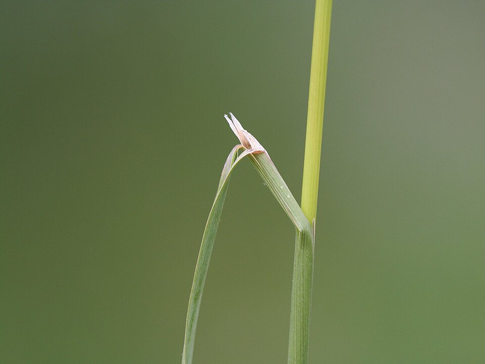 Agrostis gigantea (redtop) (alternate view 9)