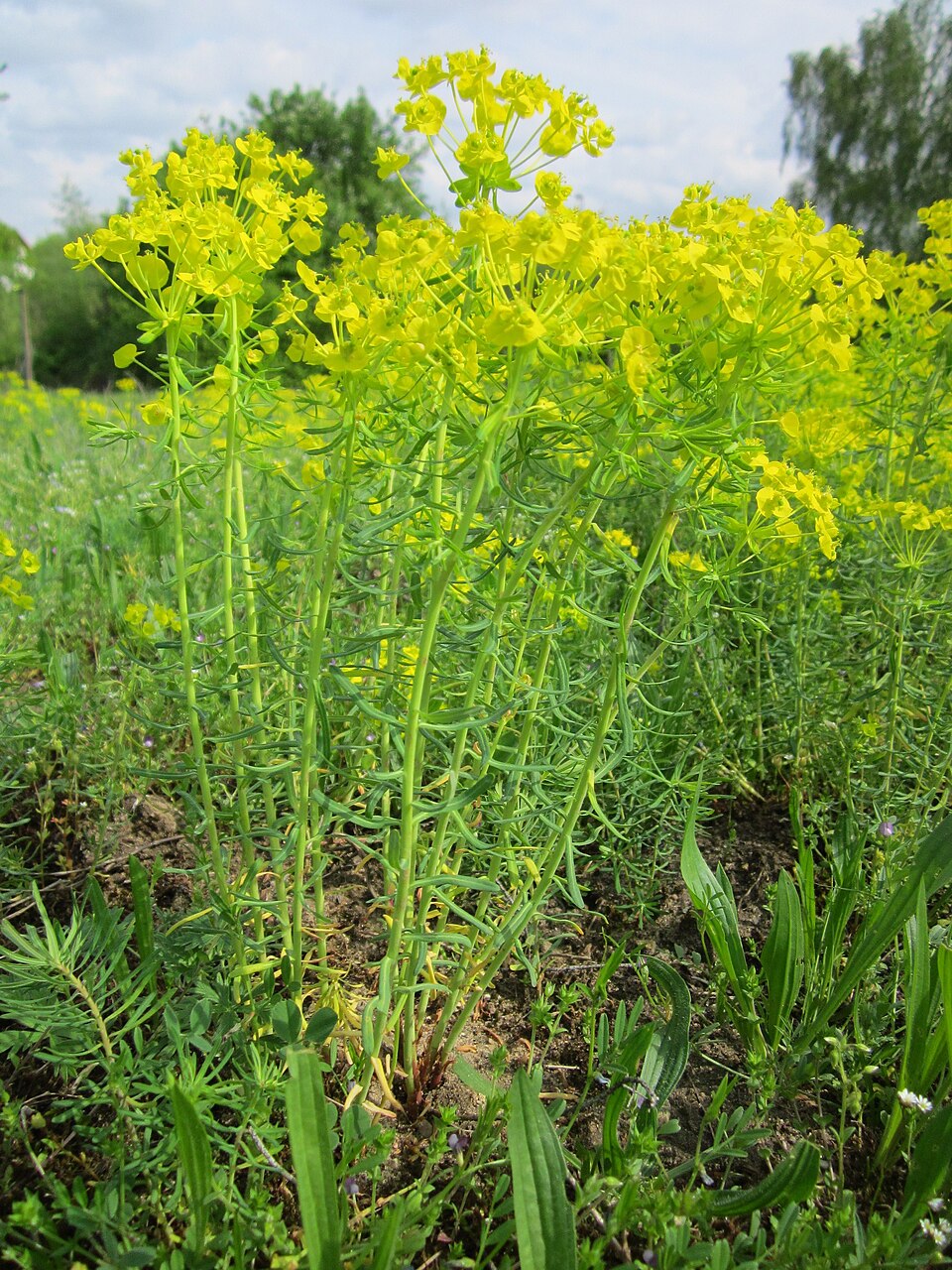 Euphorbia cyparissias (cypress spurge)
