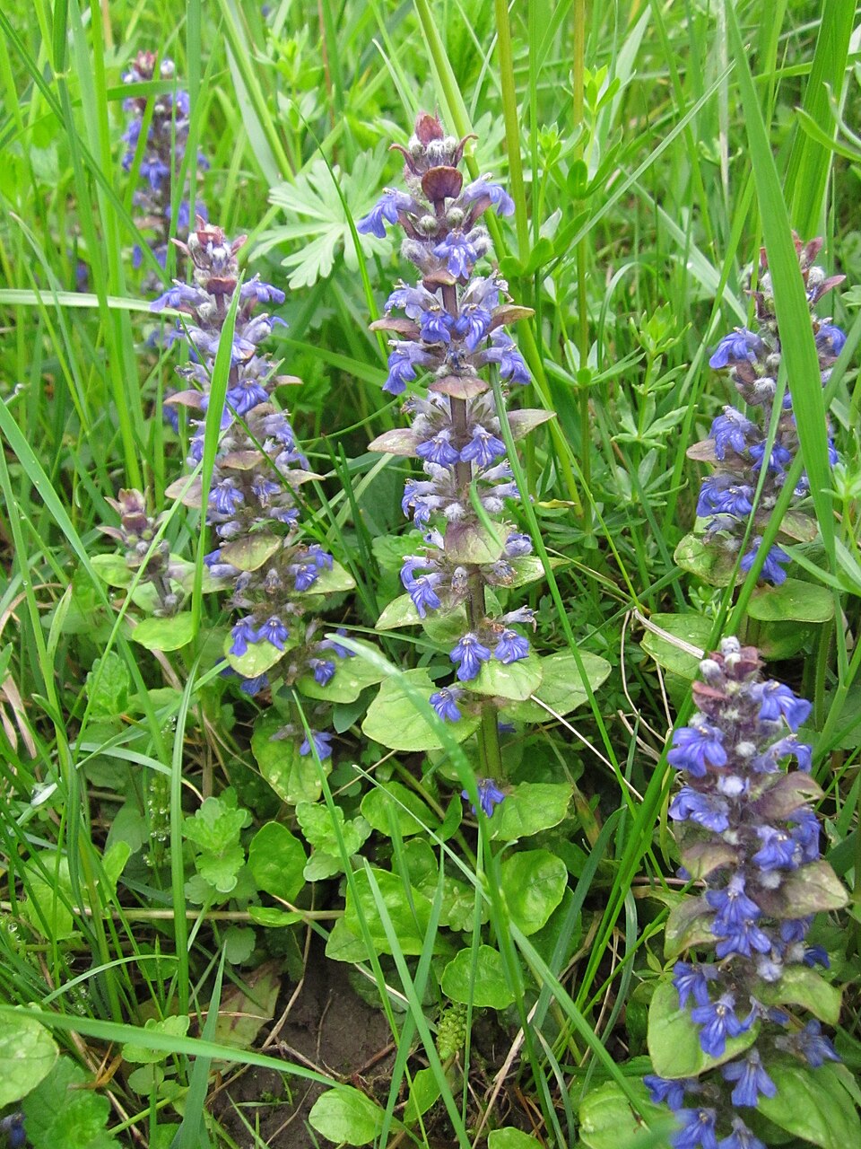 Ajuga reptans (creeping bugleweed) (alternate view 15)