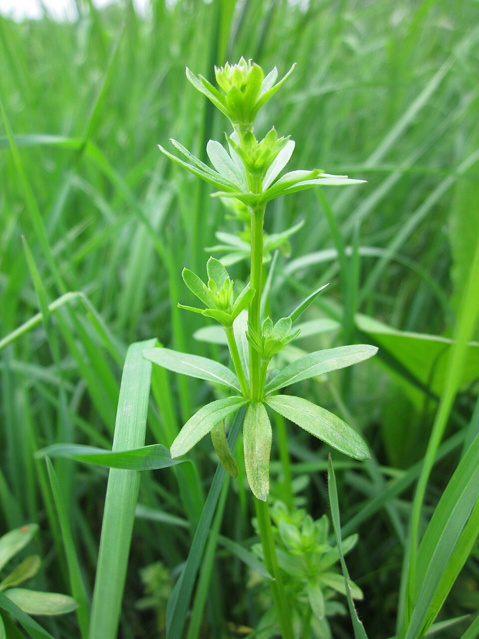 Galium mollugo (Hedge Bedstraw)