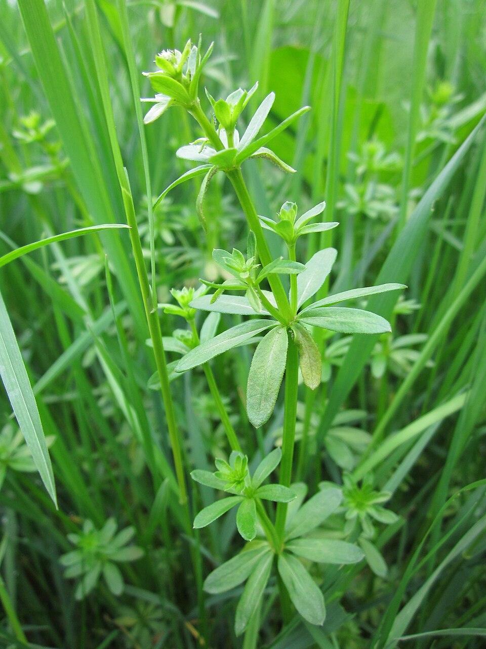 Galium mollugo (Hedge Bedstraw)