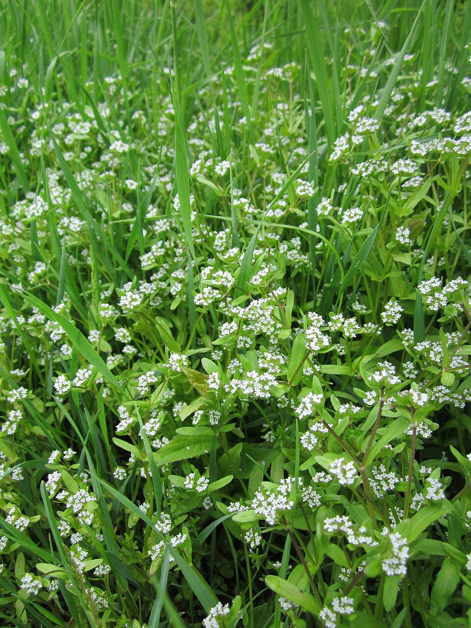 Valerianella locusta (common cornsalad)