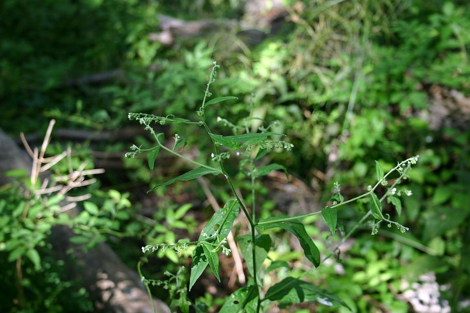 Hackelia virginiana (virginia stickseed) (alternate view 2)