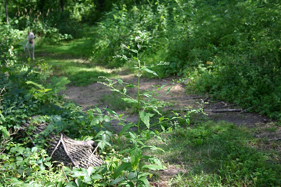 Hackelia virginiana (virginia stickseed) (alternate view 3)