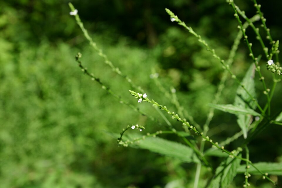Verbena urticifolia (white vervain)