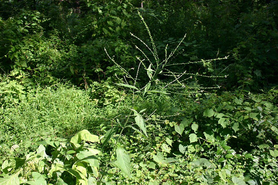 Verbena urticifolia (white vervain)
