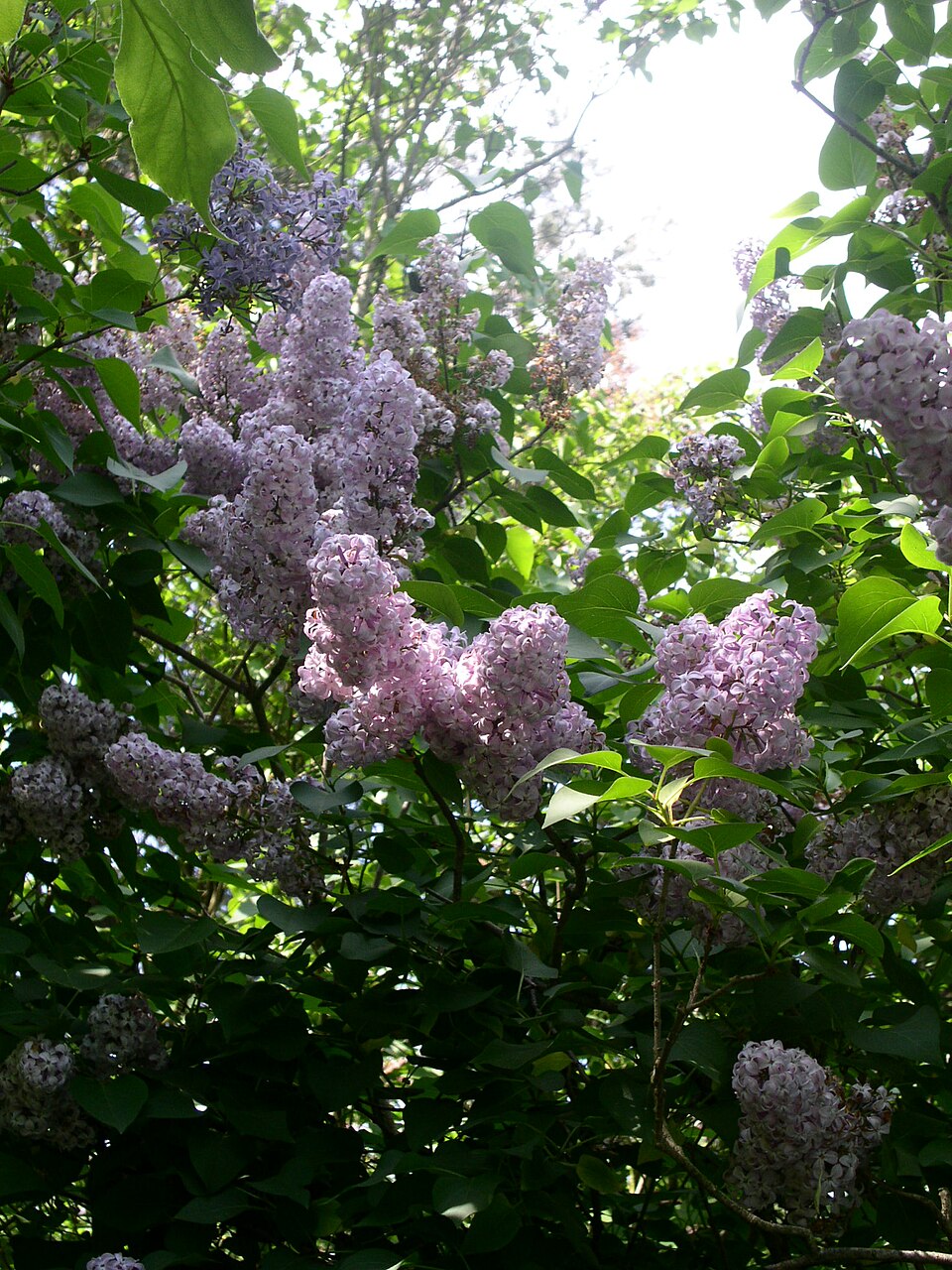 Syringa vulgaris (lilac, common lilac) (alternate view 6)