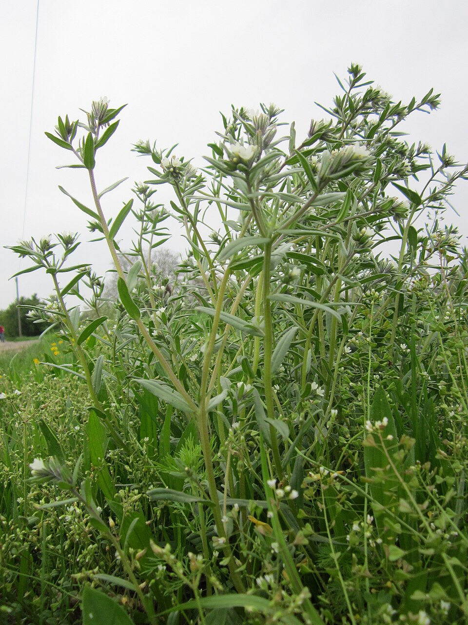 Buglossoides arvensis (corn gromwell) (alternate view 8)