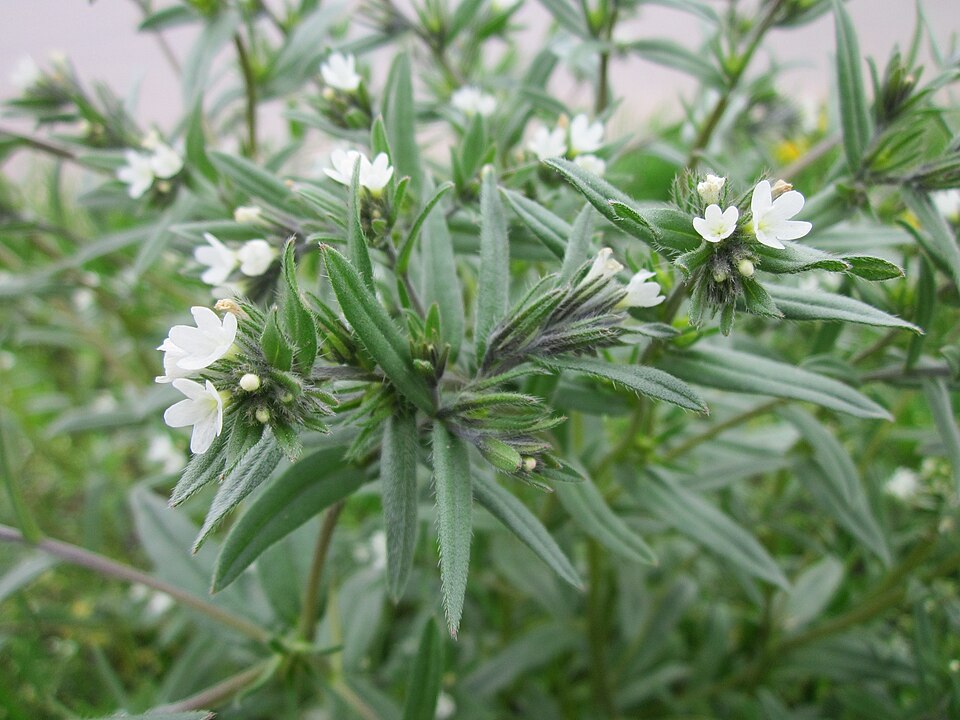 Buglossoides arvensis (corn gromwell) (alternate view 9)