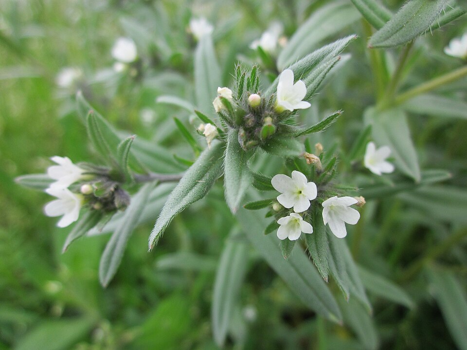 Buglossoides arvensis (corn gromwell) (alternate view 10)