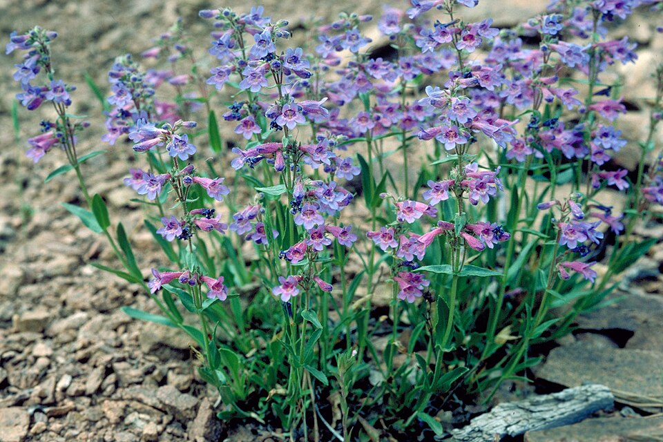Penstemon virens (Front Range Beardtongue)