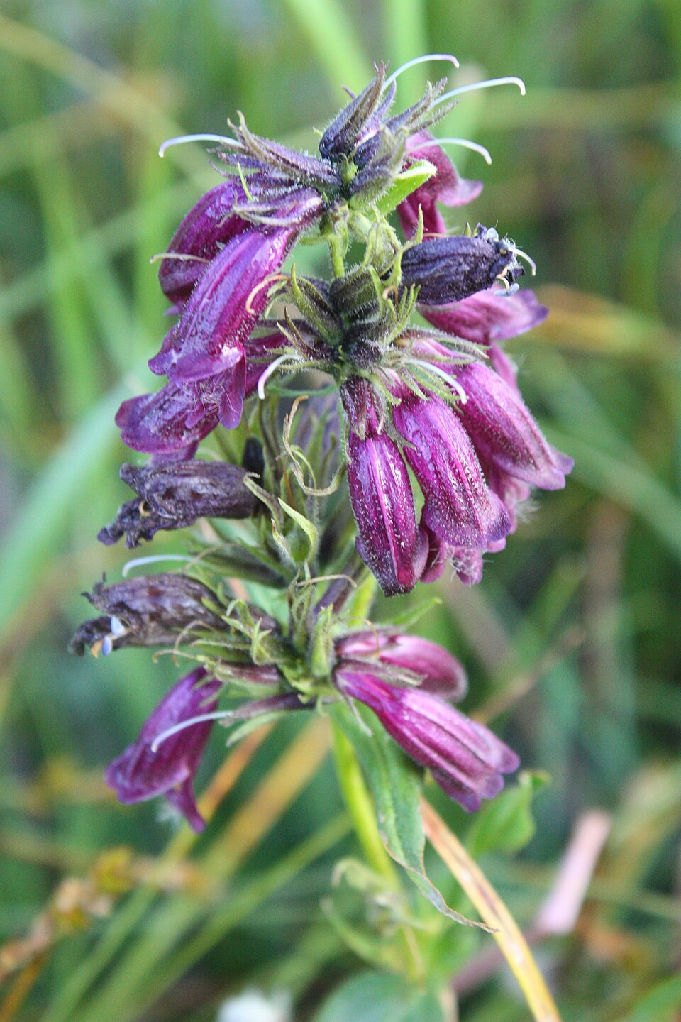 Penstemon whippleanus (Whipple's penstemon) (alternate view 7)