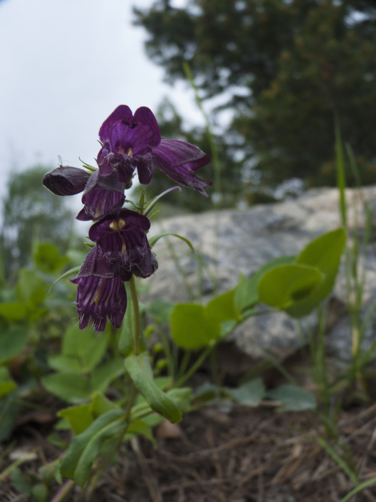 Penstemon whippleanus (Whipple's penstemon) (alternate view 8)