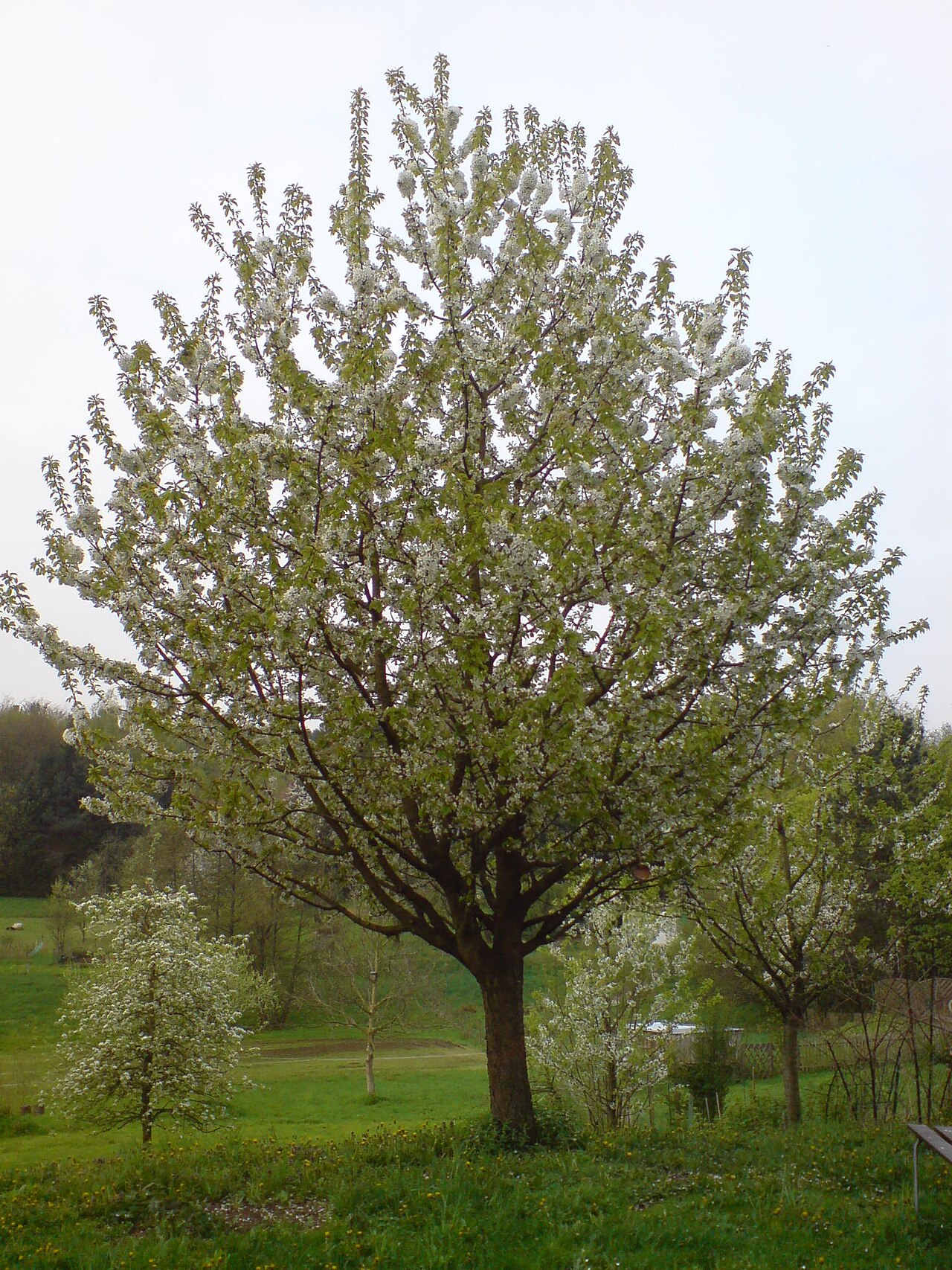 Prunus avium, Wild cherry — upright deciduous (Rosaceae) (image 8 of 9)